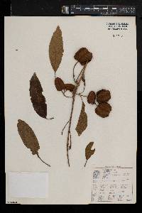 Combretum collinum image