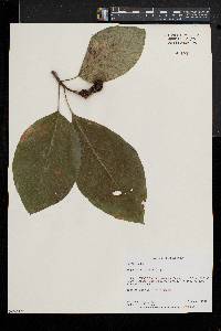 Magnolia acuminata image