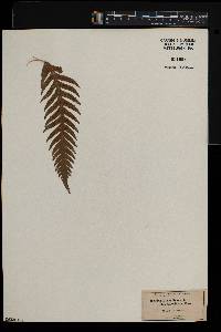 Woodwardia fimbriata image