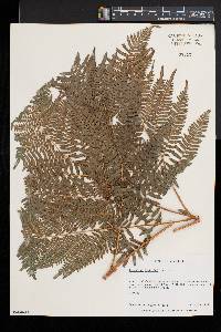 Pteridium aquilinum var. latiusculum image