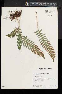 Polypodium appalachianum image