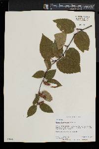 Betula alleghaniensis image