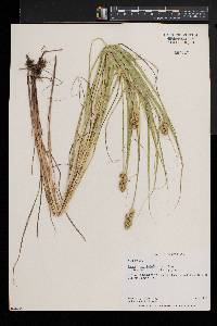 Carex cristatella image