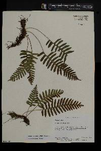 Polypodium appalachianum image