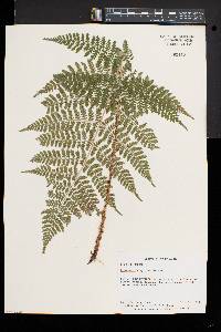 Dryopteris × triploidea image