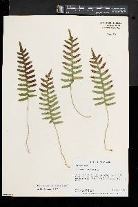 Polypodium appalachianum image