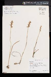 Spiranthes incurva image