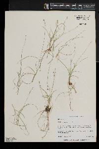 Carex disperma image