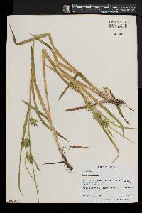 Carex folliculata image