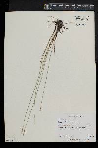 Carex sterilis image