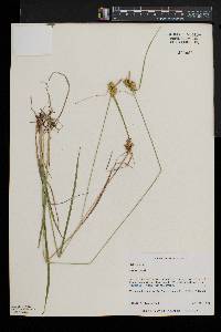 Carex flava image