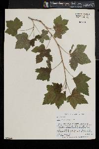 Ribes americanum image