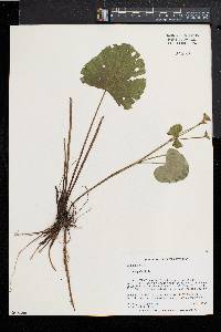 Caltha palustris image