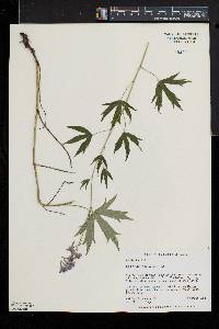 Delphinium exaltatum image