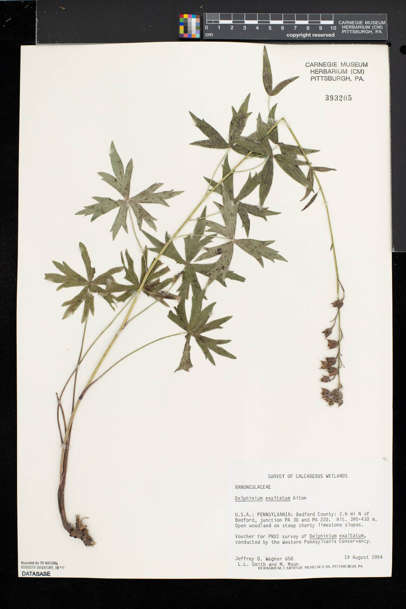 Delphinium exaltatum image