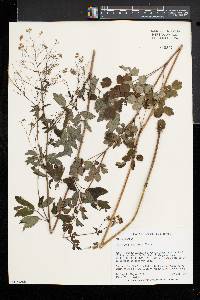 Thalictrum pubescens image