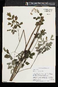 Thalictrum pubescens image