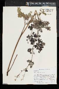 Thalictrum pubescens image