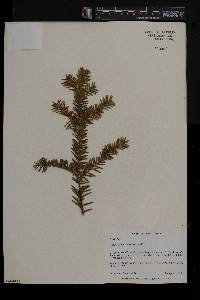 Taxus canadensis image