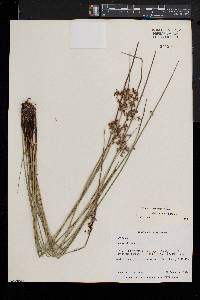 Juncus pylaei image