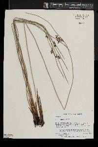 Juncus balticus subsp. balticus image