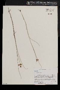 Juncus nodosus image