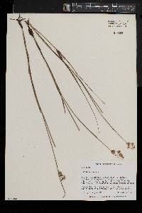 Juncus nodosus image