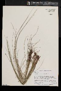 Eleocharis erythropoda image