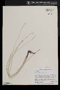 Eleocharis elliptica image