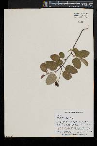 Amelanchier laevis image