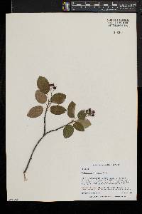 Amelanchier laevis image