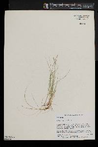 Carex disperma image