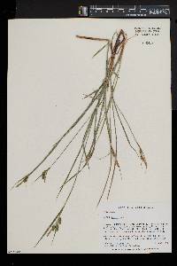 Carex pallescens image