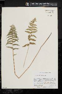 Thelypteris palustris var. pubescens image