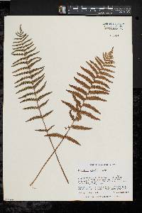 Thelypteris palustris var. pubescens image