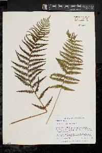 Thelypteris palustris var. pubescens image