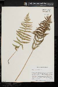 Thelypteris palustris var. pubescens image