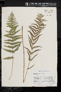Thelypteris palustris var. pubescens image
