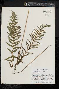 Thelypteris palustris var. pubescens image