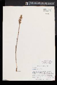 Spiranthes arcisepala image