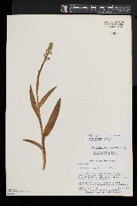 Platanthera aquilonis image