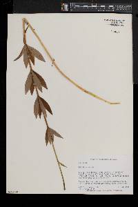 Lilium canadense image
