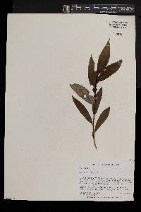 Salix lucida image