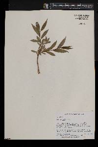 Salix lucida image