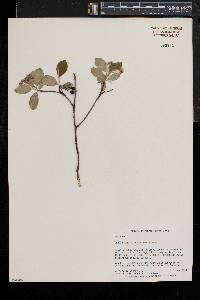 Aronia × prunifolia image