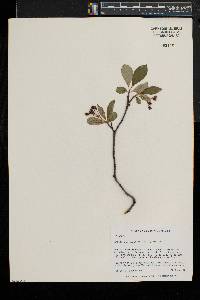 Aronia melanocarpa image