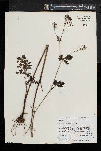 Thalictrum pubescens image