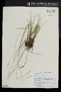 Carex sterilis image