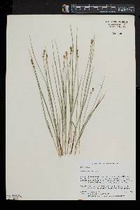 Carex sterilis image