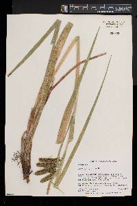 Carex comosa image